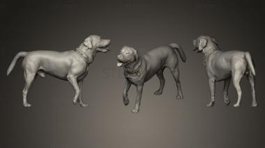 3D model DOG A44 (STL)